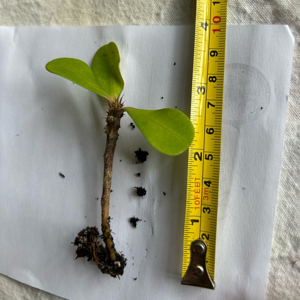 Crown of thorns cutting - Picture 6 of 7